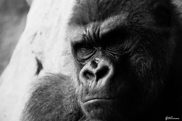 Gorila - Gorilla - Free image #281253