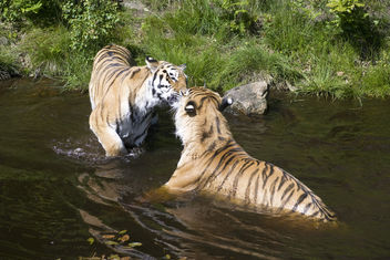Swimming Tigers - image #281293 gratis