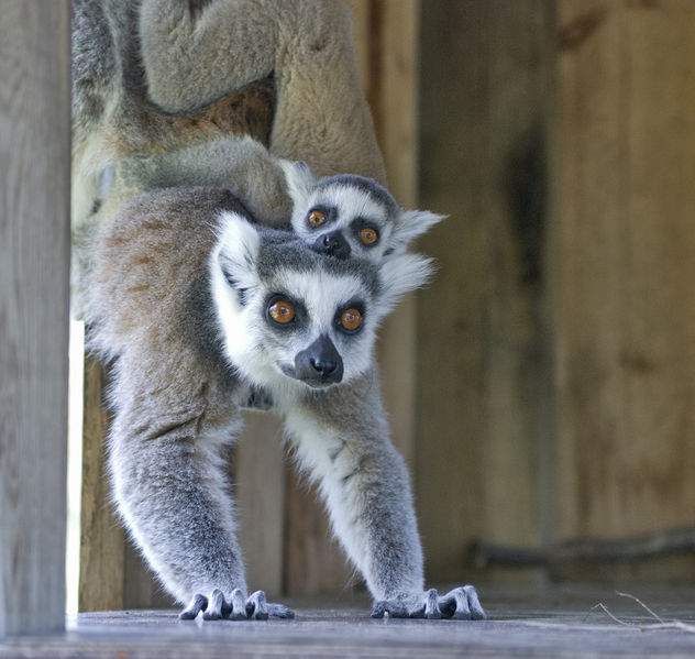 Ringtail Lemur with baby on her back - Free image #281303