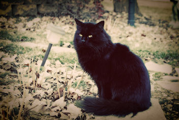 black cat - Kostenloses image #281313