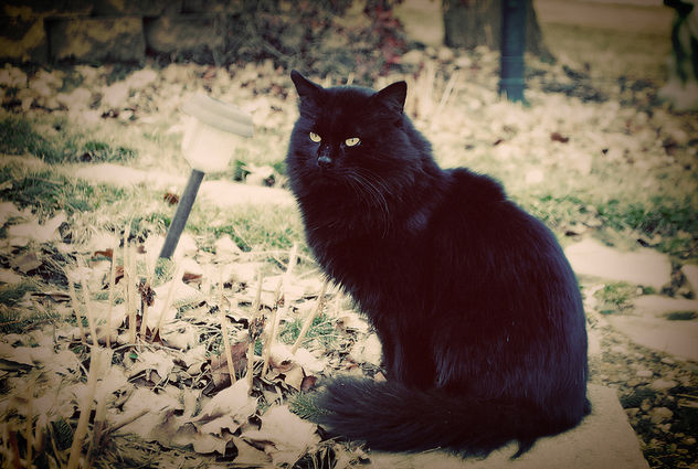black cat - image #281313 gratis