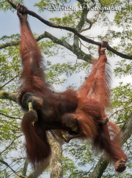 Orangutans Eating Sugarcane (DSC_0075) - Free image #281393