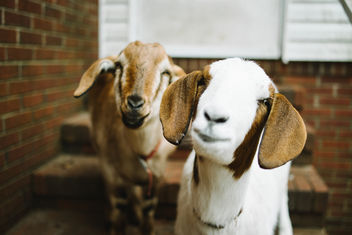 Goats - бесплатный image #281633