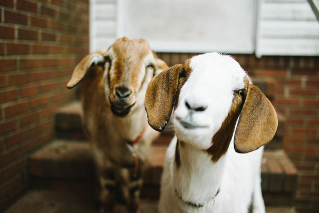 Goats - Kostenloses image #281633