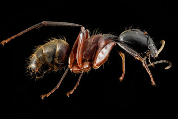 Camponotus chromaiodes, F, side, MD, Queen Anne County, Chino Farms_2013-01-16-14.20.19 ZS PMax - Kostenloses image #281653