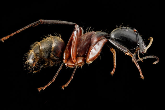 Camponotus chromaiodes, F, side, MD, Queen Anne County, Chino Farms_2013-01-16-14.20.19 ZS PMax - image #281653 gratis
