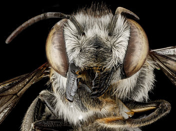 Megachile parallela, F, face, Tennessee, Haywood County_2013-01-22-14.52.28 ZS PMax - бесплатный image #281663