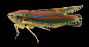 Graphocephala versuta, side2, Upper Marlboro_2013-10-09-07.42.29 ZS PMax - Free image #282113