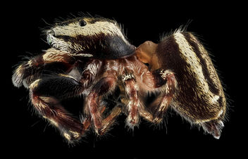 jumping spider7, side, Upper Marlboro, md_2013-10-18-12.00.09 ZS PMax - image gratuit #282143 