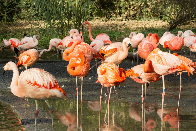 Flamingo - image gratuit #282163 
