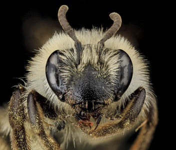 Andrena barbilabris, U, Face, PG county, MD_2013-07-12-15.19.21 ZS PMax - бесплатный image #282193