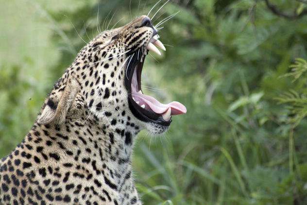 Leopard yawning - Kostenloses image #282343