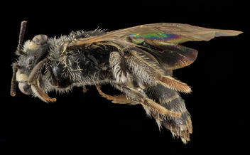 Andrena melanochroa, F, Side, NC, Moore County_2014-01-07-16.11.33 ZS PMax - бесплатный image #282443