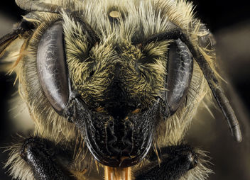 Megachile melanophaea ,F,Face,MI, Alger County_2014-03-26-11.48.20 ZS PMax - image gratuit #282593 