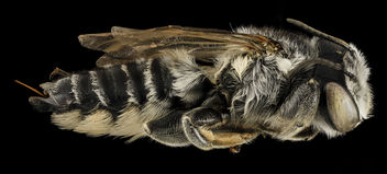 Megachile addenda, F, Side, NJ, Monmouth County_2014-04-25-13.51.02 ZS PMax - бесплатный image #282653