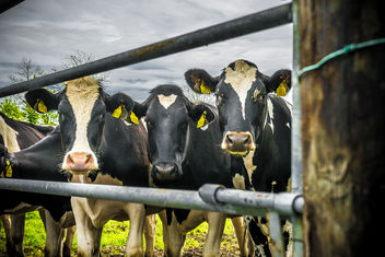 Three irish cows - image #282733 gratis
