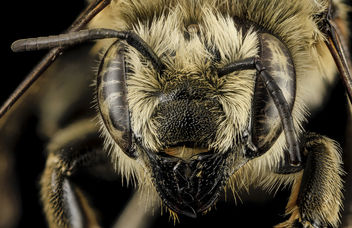 Megachile latimanus, F, Face1, MI, Alger County_2014-04-08-14.30.52 ZS PMax - бесплатный image #282743
