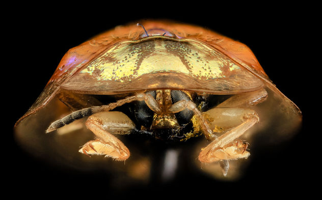 tortoise beetle, face, upper marlboro, md_2014-06-04-13.37.11 ZS PMax - image #282773 gratis