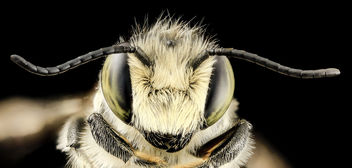 Megachile mendica,m, face, md, aleghany county_2014-06-15-16.57.16 ZS PMax - бесплатный image #282853