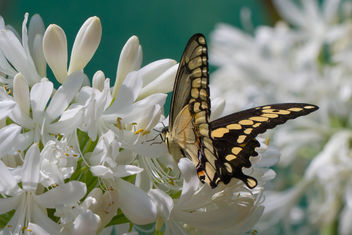 Giant Swallowtail (papilio cresphontes) - image #282913 gratis