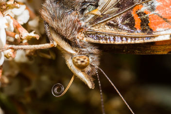 Red Admiral Butterfly - image #282963 gratis