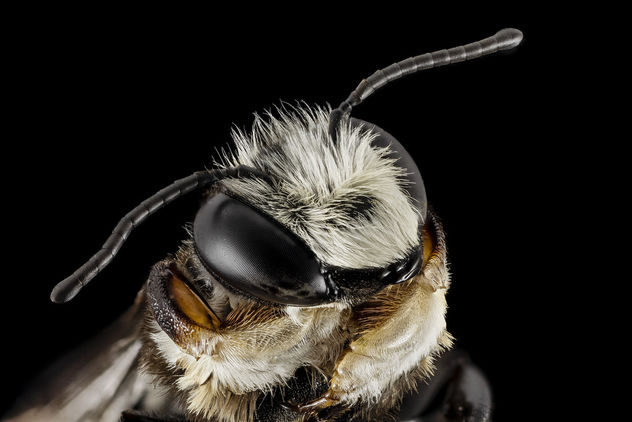 Megachile xylocopoides, m, face, md, kent county_2014-07-22-09.20.37 ZS PMax - Free image #283013