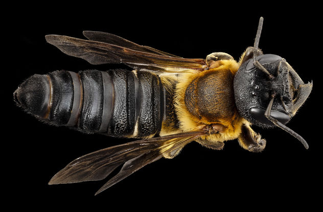 Megachile sculpturalis, f, back, md, kent county_2014-07-21-12.24.59 ZS PMax - бесплатный image #283033