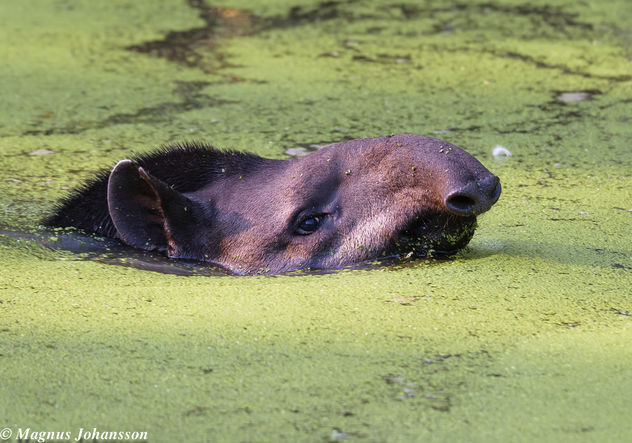 A Tapir swimming good - бесплатный image #283093