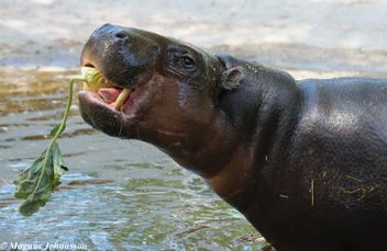 Mini Hippo - Kostenloses image #283103