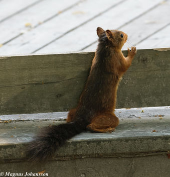 Curious Squirrel - image gratuit #283123 