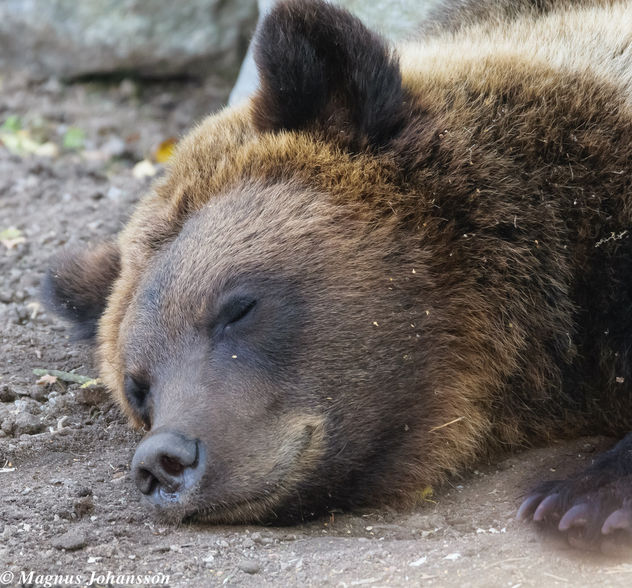 Sleeping bear.. don't wake him up - Free image #283153