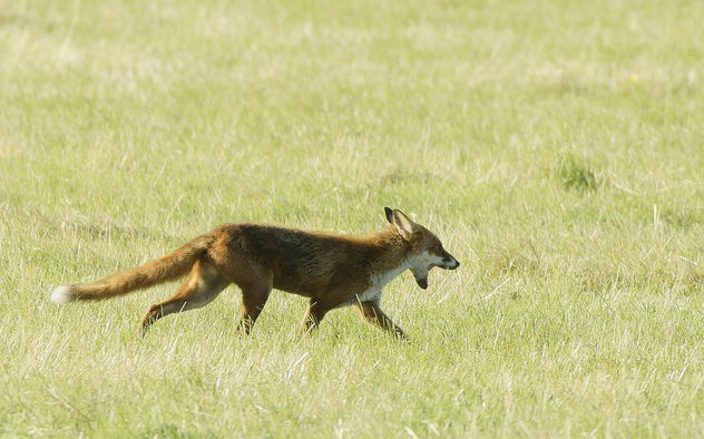 Red Fox, Severn Valley, Gloucestershire - Kostenloses image #283233