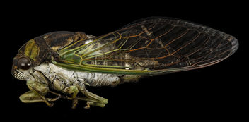 Tibicen tibicen, Cicada, side, md, upper marlboro, pg county_2014-09-02-12.15.50 ZS PMax - бесплатный image #283263