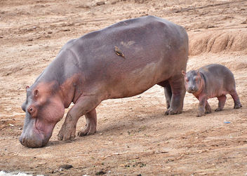 Mother and Young Hippo, Uganda - бесплатный image #283313