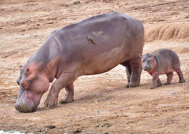 Mother and Young Hippo, Uganda - Free image #283313