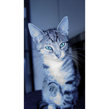Kitten - image #283343 gratis
