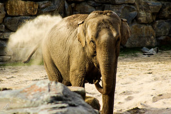 Planckendael - Elephant - image gratuit #283373 