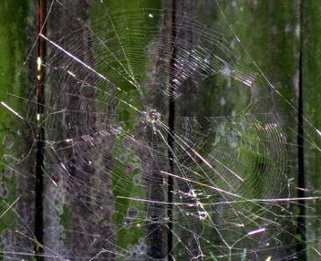 Orchid spider all about the web2 - Free image #283393