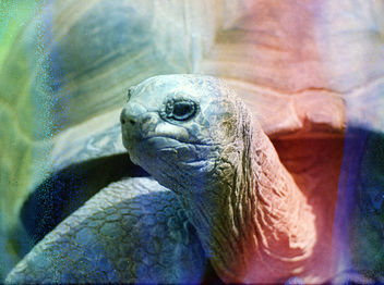 giant tortoise - Free image #283433