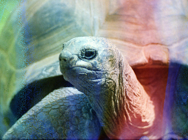 giant tortoise - image gratuit #283433 