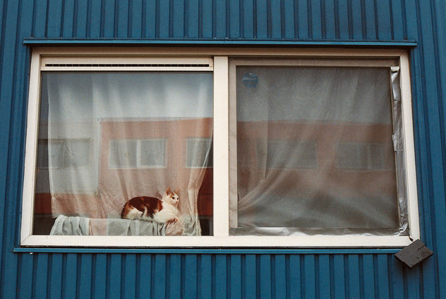 Window cat - Kostenloses image #283453