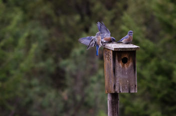 Mountain Bluebirds (Sialia curricoides) - image #283533 gratis