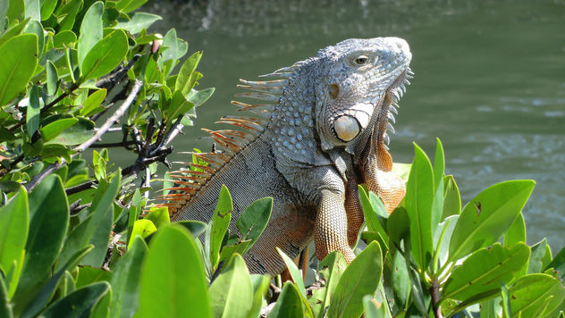 Florida: Iguana, Islamorada (Florida Key's) - Free image #283573