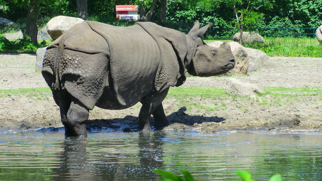 Berlin: Asian Rhino, Tierpark Friedrichsfelde - бесплатный image #283593