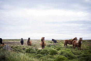 animals-farm-horses-4111 - image gratuit #283663 
