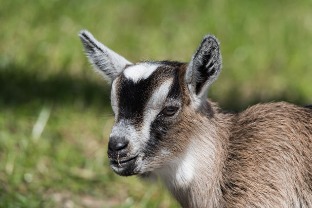 goat baby-9751 - image gratuit #283693 