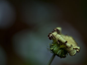 Dead flower - image gratuit #284083 
