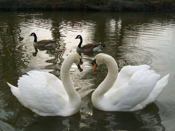 Swan love - Free image #284093