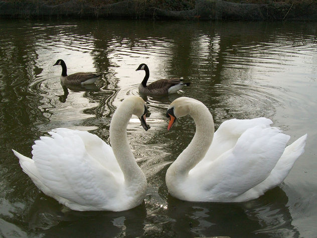 Swan love - Kostenloses image #284093
