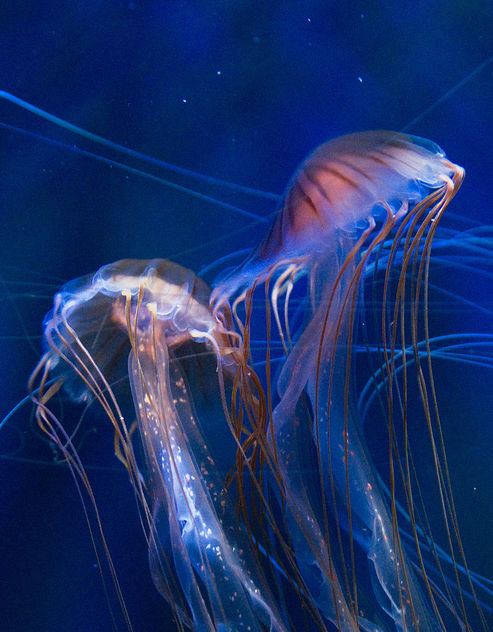 Jellyfish - image gratuit #284543 